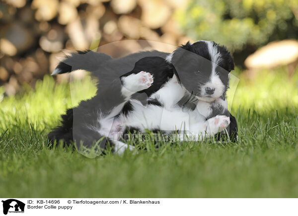 Border Collie Welpe / Border Collie puppy / KB-14696