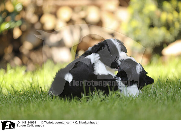 Border Collie Welpe / Border Collie puppy / KB-14698