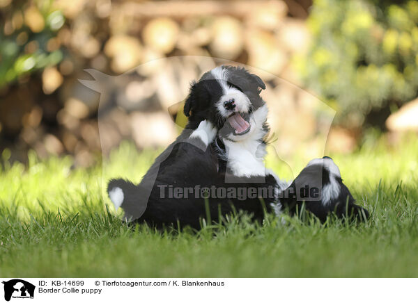 Border Collie Welpe / Border Collie puppy / KB-14699