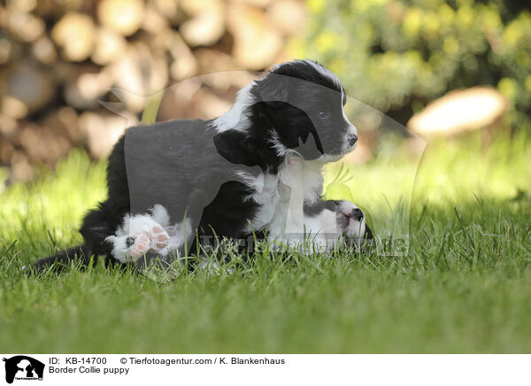 Border Collie Welpe / Border Collie puppy / KB-14700