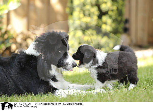 Border Collie Welpe / Border Collie puppy / KB-14706