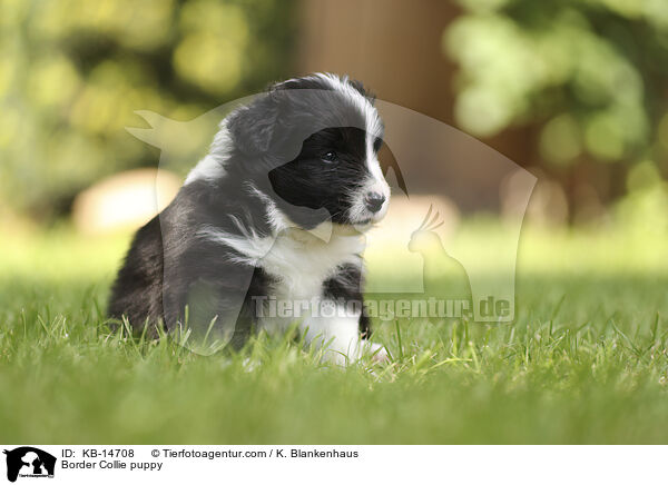 Border Collie Welpe / Border Collie puppy / KB-14708