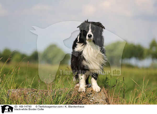 schwarz-weier Border Collie / black-white Border Collie / KB-14790