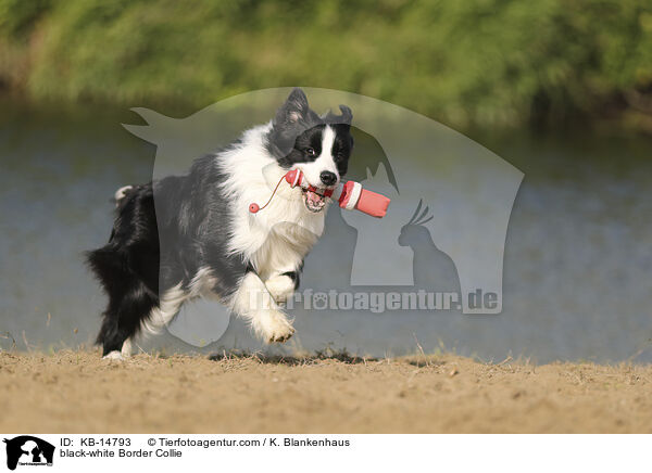 schwarz-weier Border Collie / black-white Border Collie / KB-14793