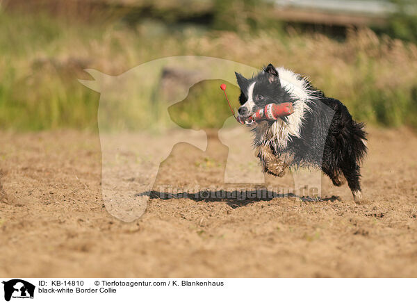 schwarz-weier Border Collie / black-white Border Collie / KB-14810