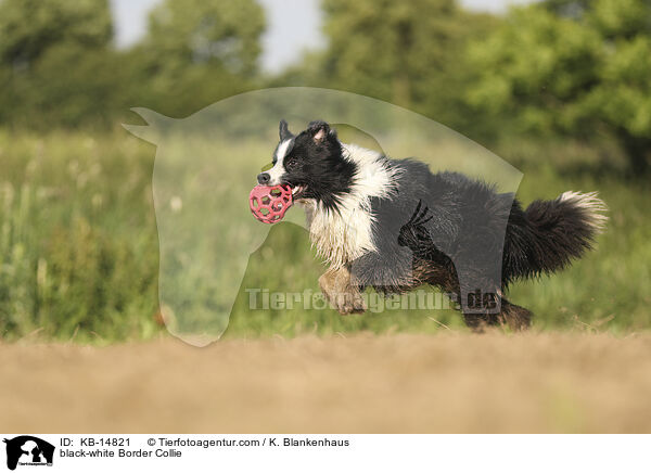 schwarz-weier Border Collie / black-white Border Collie / KB-14821