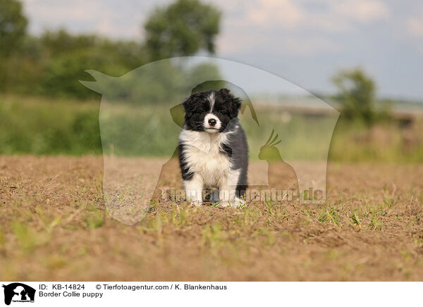 Border Collie puppy / KB-14824