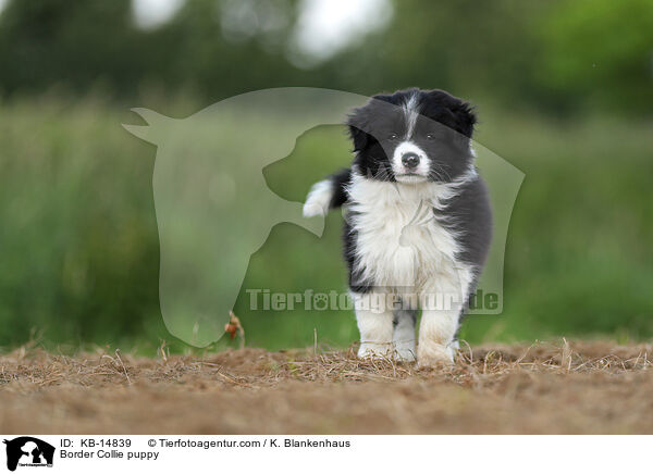 Border Collie Welpe / Border Collie puppy / KB-14839