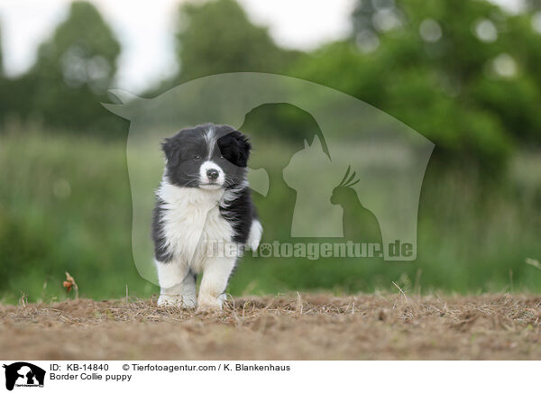 Border Collie Welpe / Border Collie puppy / KB-14840