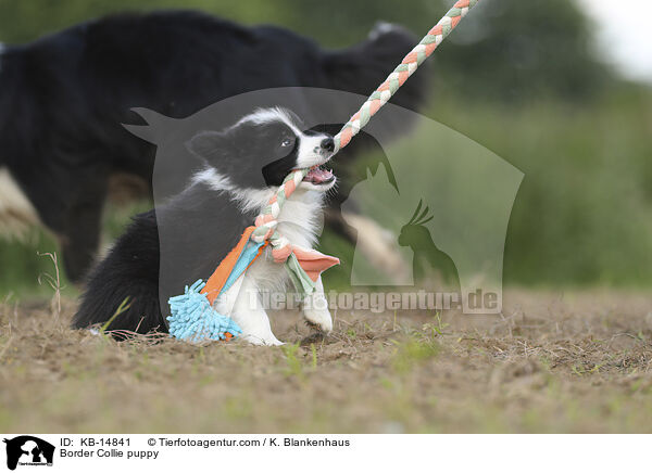 Border Collie Welpe / Border Collie puppy / KB-14841