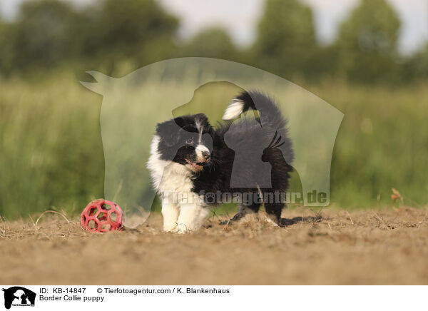 Border Collie Welpe / Border Collie puppy / KB-14847