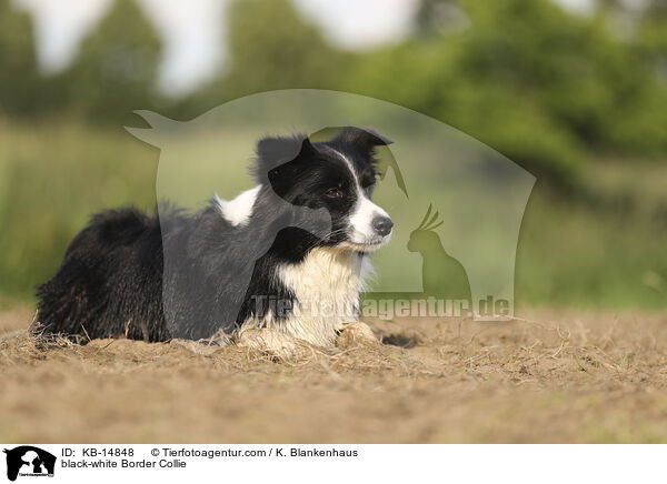 schwarz-weier Border Collie / black-white Border Collie / KB-14848