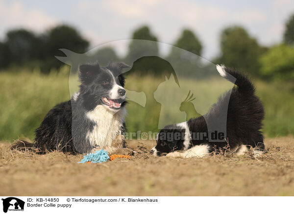 Border Collie Welpe / Border Collie puppy / KB-14850