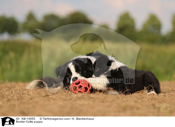 Border Collie Welpe / Border Collie puppy / KB-14855