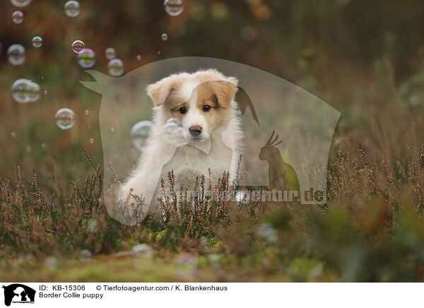Border Collie Welpe / Border Collie puppy / KB-15306