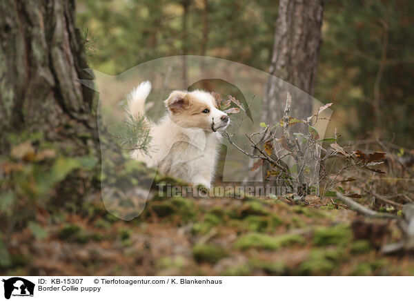 Border Collie Welpe / Border Collie puppy / KB-15307