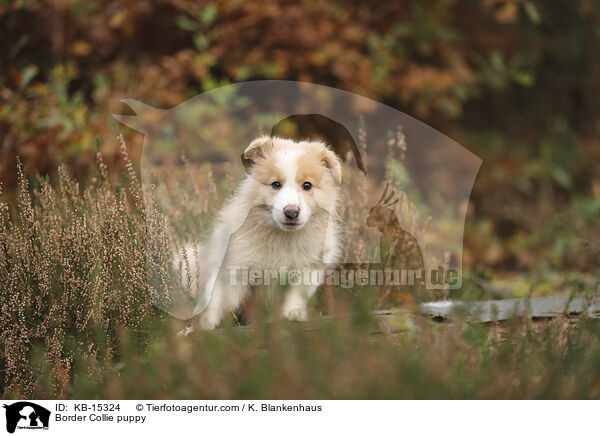 Border Collie Welpe / Border Collie puppy / KB-15324