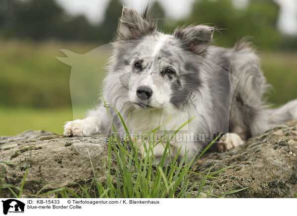 blue-merle Border Collie / blue-merle Border Collie / KB-15433