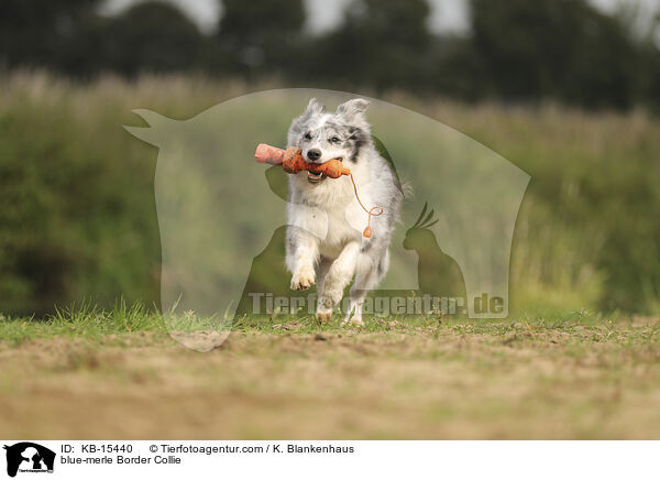 blue-merle Border Collie / blue-merle Border Collie / KB-15440