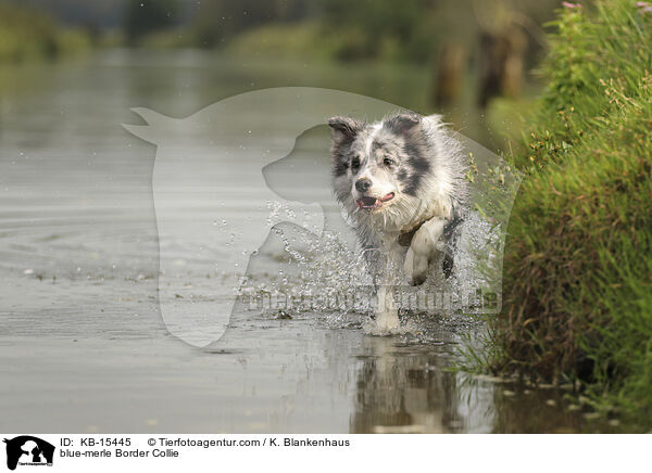 blue-merle Border Collie / blue-merle Border Collie / KB-15445