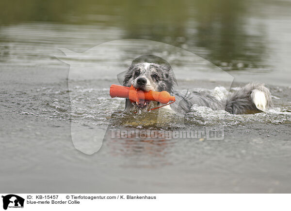 blue-merle Border Collie / blue-merle Border Collie / KB-15457