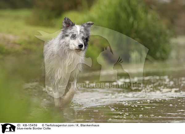 blue-merle Border Collie / blue-merle Border Collie / KB-15459