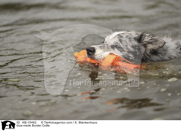 blue-merle Border Collie / blue-merle Border Collie / KB-15462