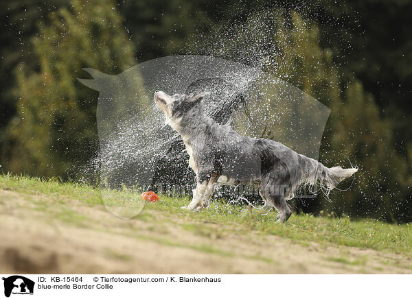 blue-merle Border Collie / blue-merle Border Collie / KB-15464