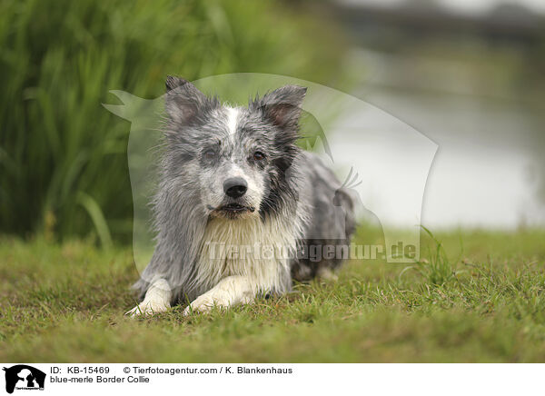 blue-merle Border Collie / blue-merle Border Collie / KB-15469