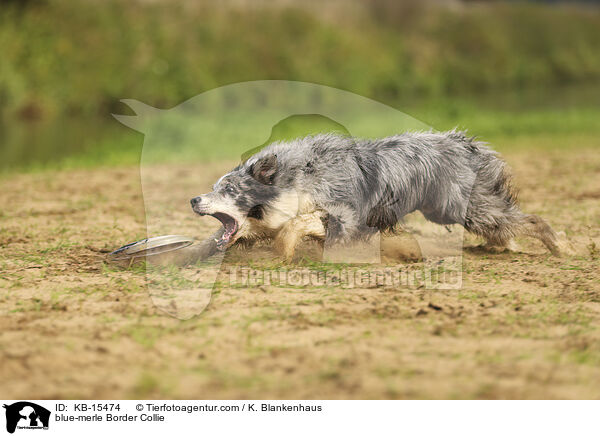 blue-merle Border Collie / blue-merle Border Collie / KB-15474