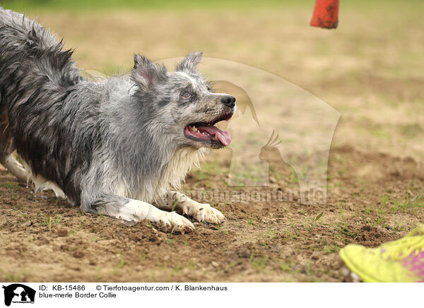 blue-merle Border Collie / blue-merle Border Collie / KB-15486