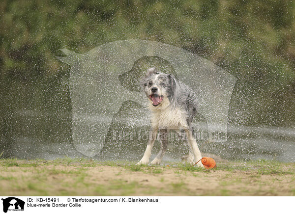 blue-merle Border Collie / blue-merle Border Collie / KB-15491