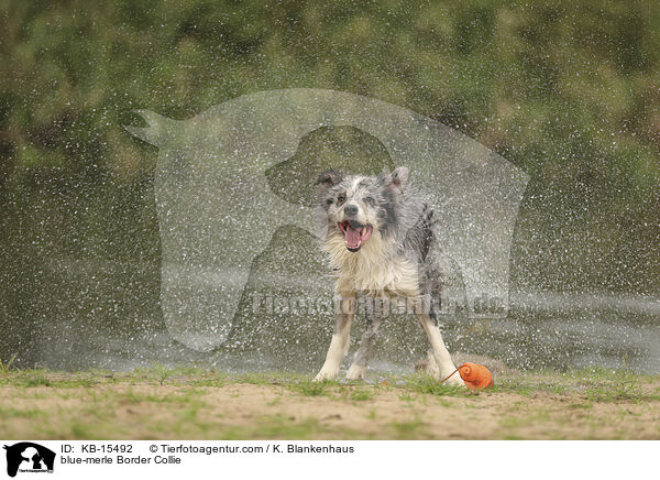 blue-merle Border Collie / blue-merle Border Collie / KB-15492