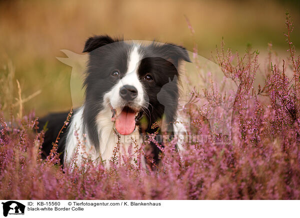 schwarz-weier Border Collie / black-white Border Collie / KB-15560