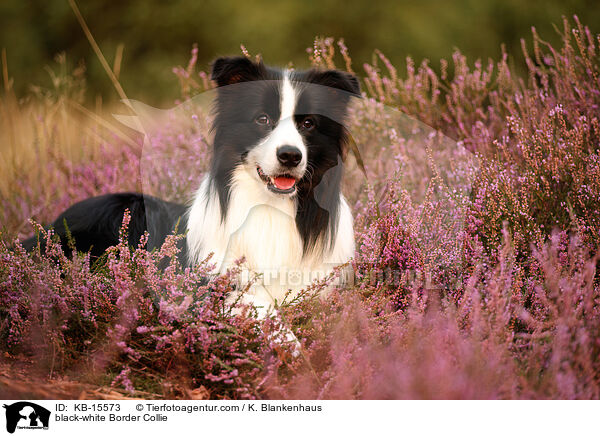 schwarz-weier Border Collie / black-white Border Collie / KB-15573