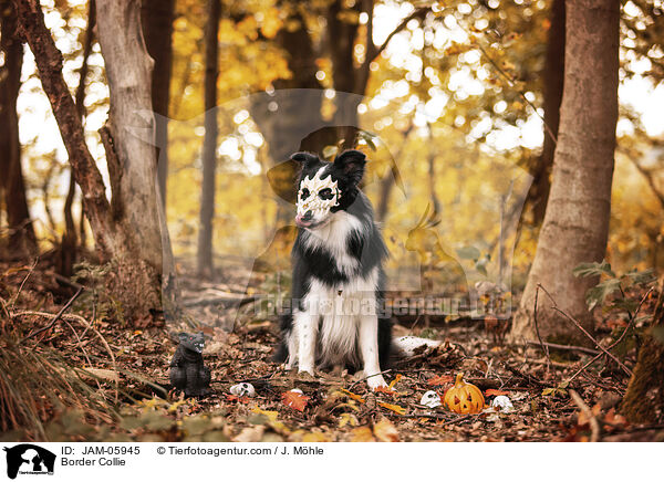 Border Collie / JAM-05945