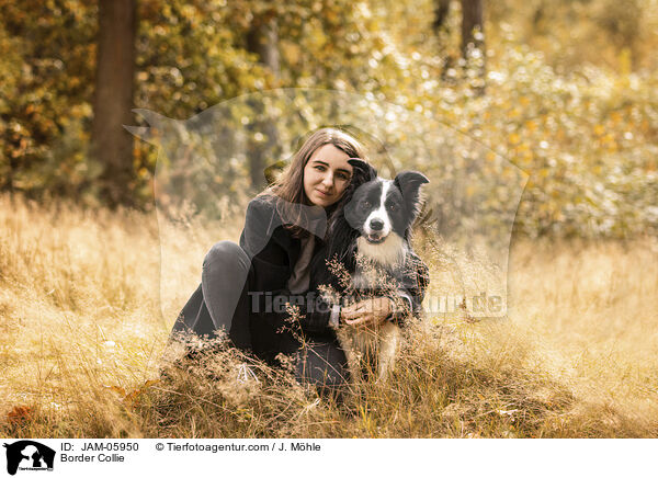 Border Collie / Border Collie / JAM-05950