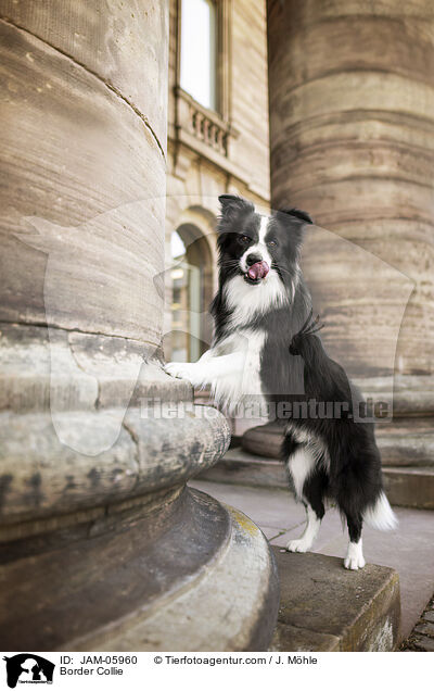 Border Collie / Border Collie / JAM-05960
