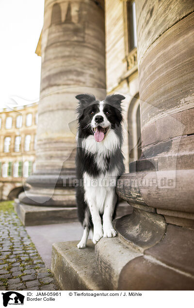Border Collie / Border Collie / JAM-05961