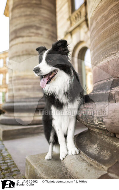 Border Collie / Border Collie / JAM-05962
