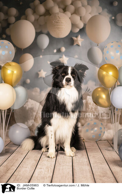 Border Collie / Border Collie / JAM-05963