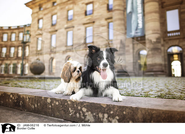 Border Collie / Border Collie / JAM-06216
