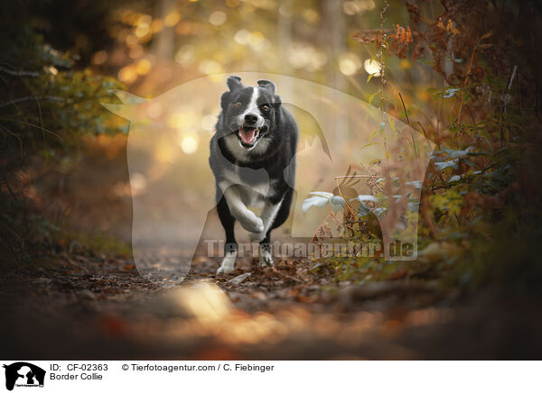 Border Collie / Border Collie / CF-02363