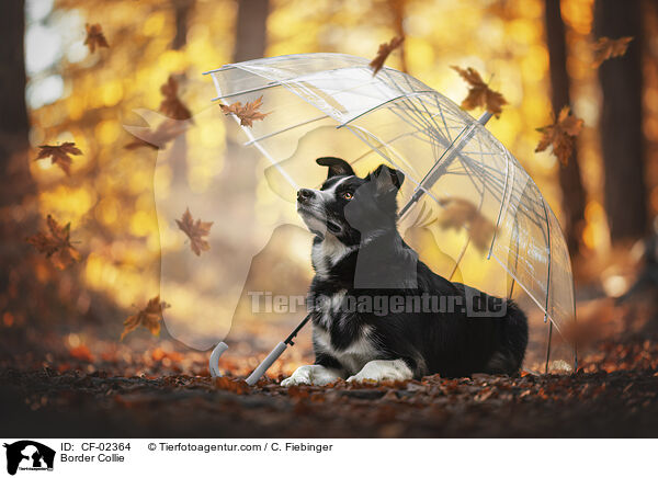 Border Collie / Border Collie / CF-02364