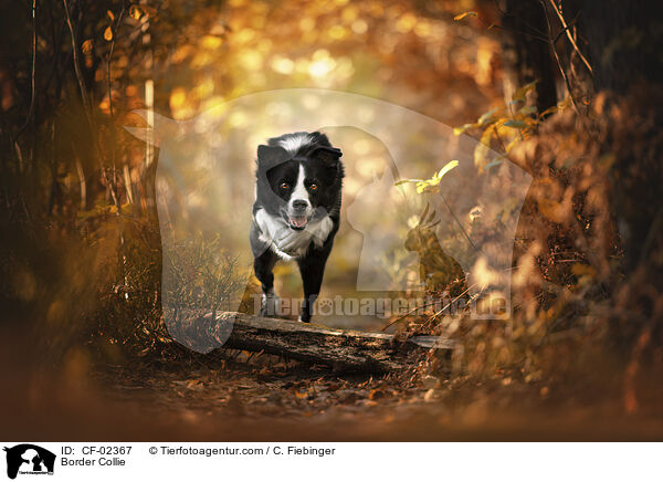 Border Collie / Border Collie / CF-02367
