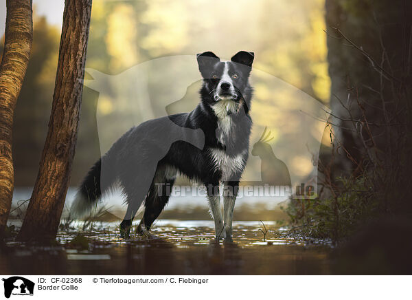 Border Collie / Border Collie / CF-02368