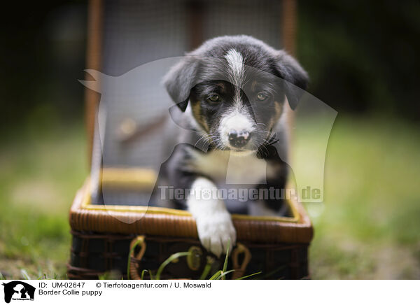 Border Collie Welpe / Border Collie puppy / UM-02647