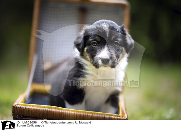 Border Collie Welpe / Border Collie puppy / UM-02656