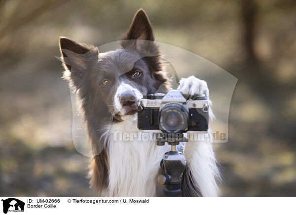 Border Collie / UM-02666