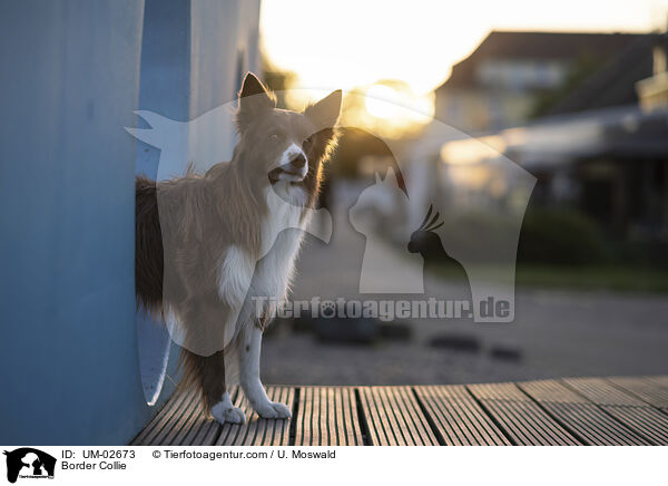 Border Collie / Border Collie / UM-02673